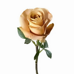 Bulk-Roses-Symbol.jpg