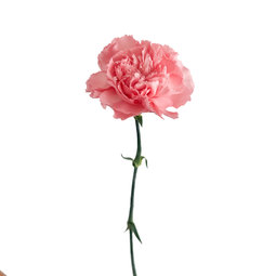 Carnation-Pink-Pastel.jpg