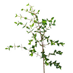 Eucalyptus-Parvifolia.jpeg