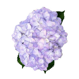 Lavender-Hydrangea.jpg