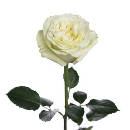 Mayra-White-Rose.jpeg