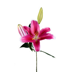Oriental-lilies-joop.jpg