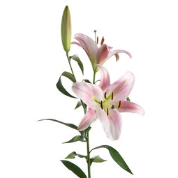 Oriental-lily.jpeg