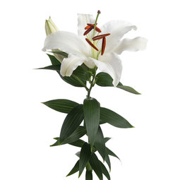 Oriental-white-lily.jpeg