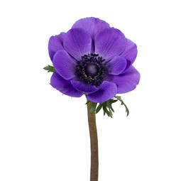 Purple-anemones-sami-sacha-flowers.jpg