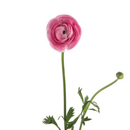 Wholesale-Pink-Ranunculus.jpeg