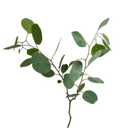 bulk-eucalyptus-polianthemos.jpg