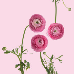 Pink-Ranunculus.jpeg