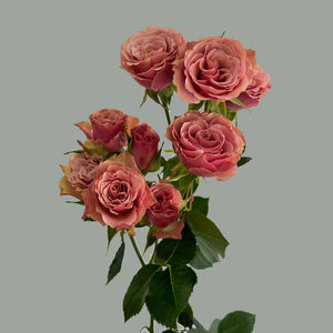 vintage-spray-roses-online.jpg