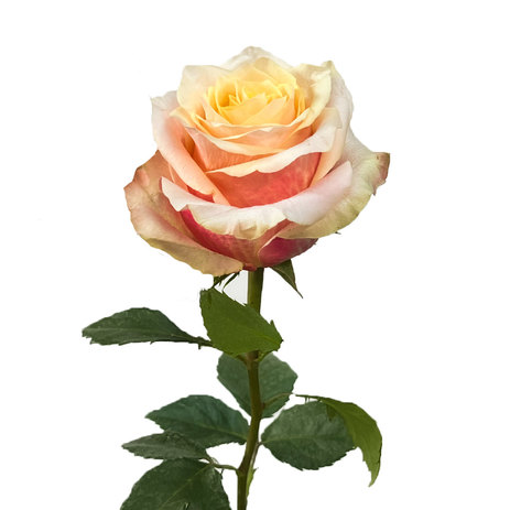 3D-Rose.jpg