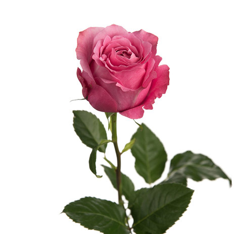 All-4-love-garden-rose.jpeg