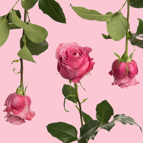 All-4-love-garden-roses.jpeg