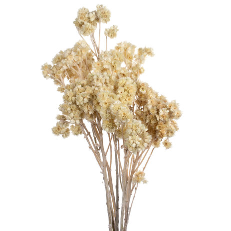 Andean-aster-bleach-dried-flowers.jpg