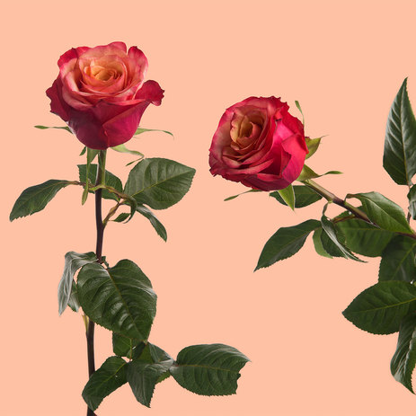 Bogart-roses-delivery.jpeg