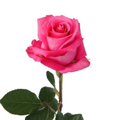 Bulk-Roses-Cotton-Candy.jpg