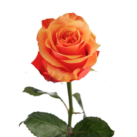 Bulk-Roses-Espana.jpg