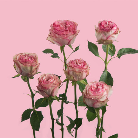 Charming-Corneille-roses.jpeg