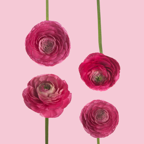 Hot-Pink-Ranunculus.jpeg