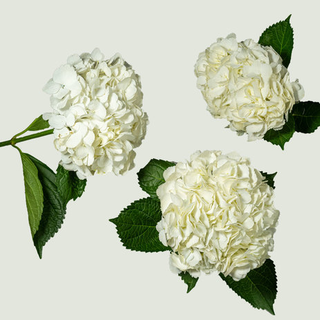 Jumbo-white-hydrangea-wholesale.jpeg