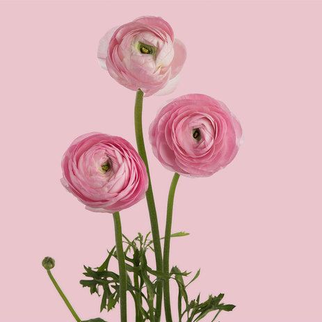 Light-Pink-Ranunculus.jpeg