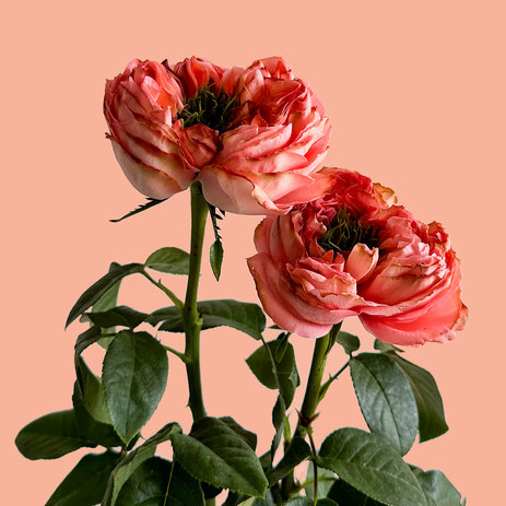 Mandarine-Xpression-Garden-Rose.jpg
