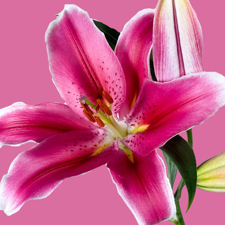 Oriental-lilies-joop2.jpg