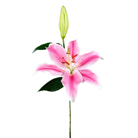 Oriental-lilies-sorbone.jpg