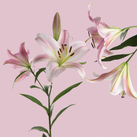 Oriental-lilies-wholesale.jpeg