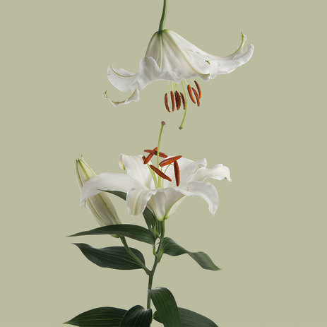 Oriental-white-lilies.jpeg