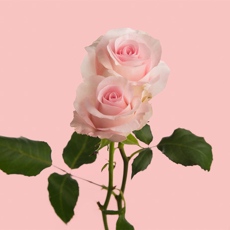 Pink-Porcelain-Roses.jpeg