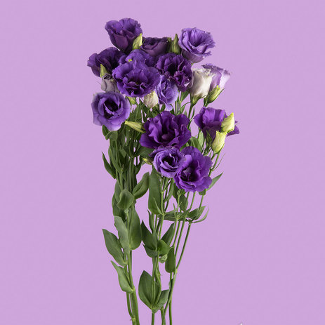 Purple-Lisianthus-bulk.jpeg