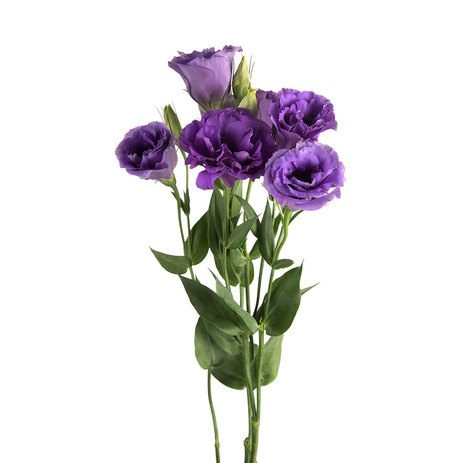 Purple-Lisianthus.jpeg