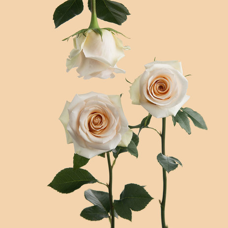 Queen-of-Pearl-Roses.jpeg