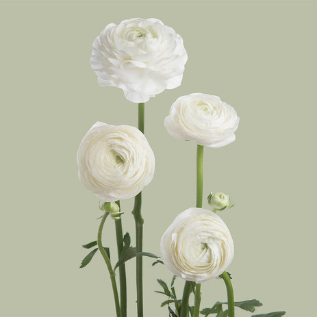 White-Ranunculus-Wholesale.jpeg