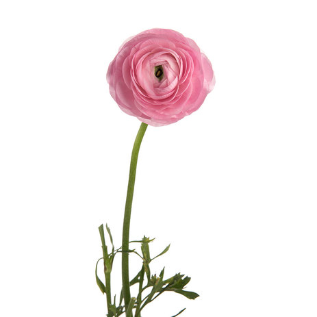 Wholesale-Light-Pink-Ranunculus.jpeg