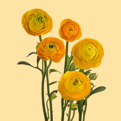 Yellow-Ranunculus.jpeg