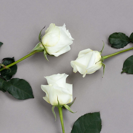 blizzard-roses-white.jpg