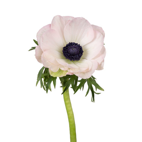blush-anemones-flower-delivery.jpg