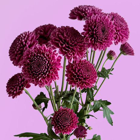 bulk-chrysanthemum-pom-pom-andrea.jpg