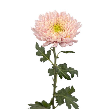 bulk-cremon-empress-chrysanthemums.jpeg