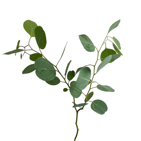 bulk-eucalyptus-polianthemos.jpg