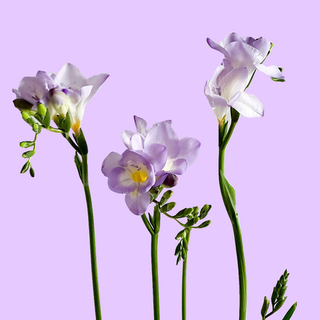 bulk-freesia-lavender.jpg