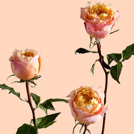 bulk-garden-rose-shine-on.jpg
