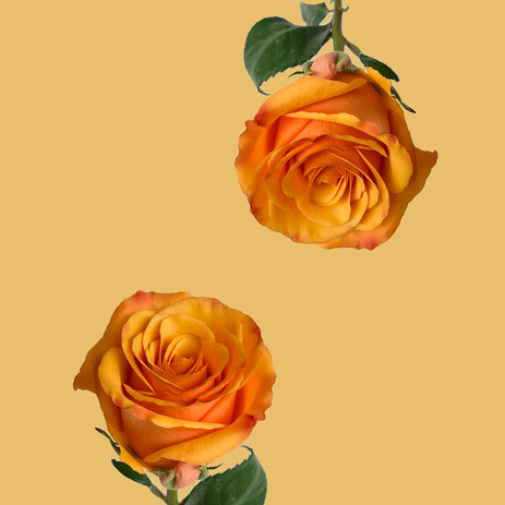 bulk-orange-roses(0).jpg