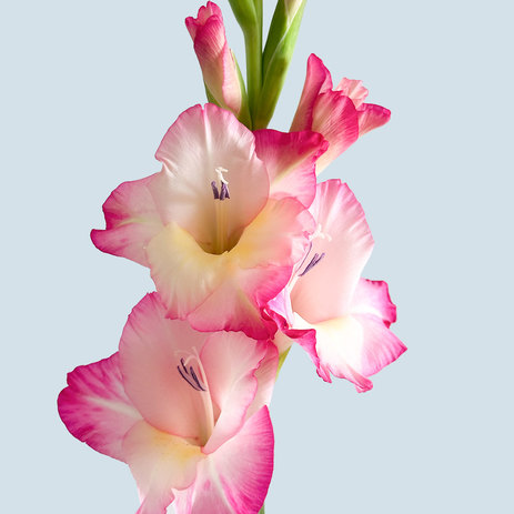 bulk-pink-gladiolos.jpg