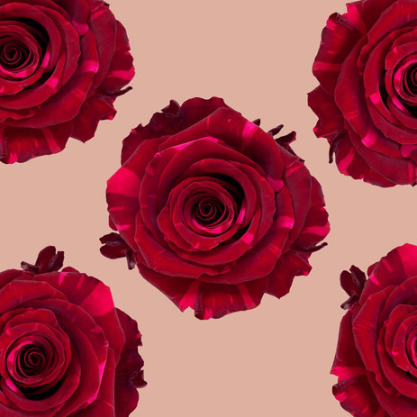 bulk-red-panther-roses.jpg