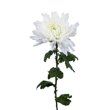 bulk-white-cremons-chrysanthemums.jpeg