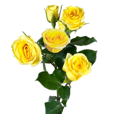 bulk-yellow-spray-roses.jpg