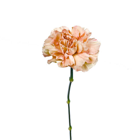 carnation-pink-peach-wholesale.jpg