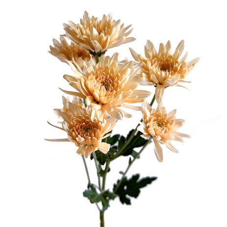 chrysanthemum-pom-pom-linette.jpg